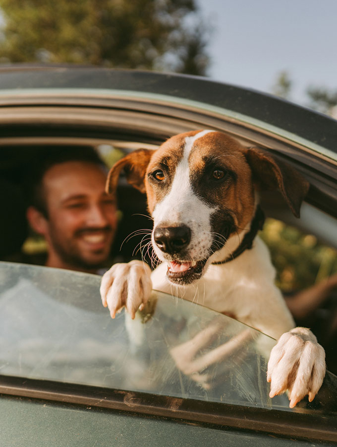 puppy hanging out of a car